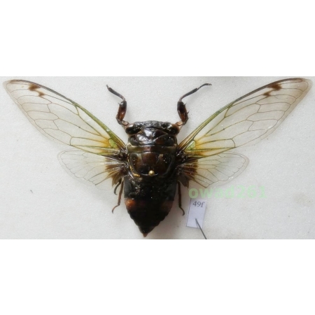 Cryptotympana acuta Signoret, 1849 103mm Indonesia, Java Is49f